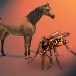 Лошадь и комар