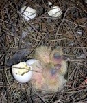 Как голубь учился гнездо вить
